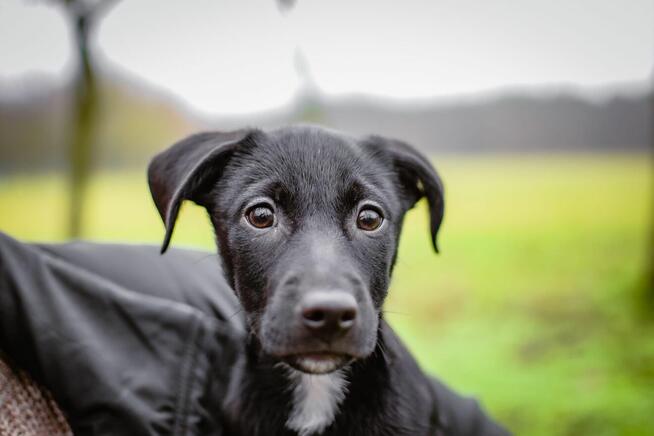 Żabka -porzucony czarny szczeniak -suczka do pilnej adopcji