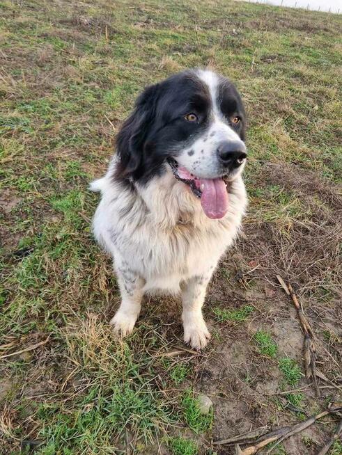 Falkor - olbrzym o gołębim sercu szuka domu