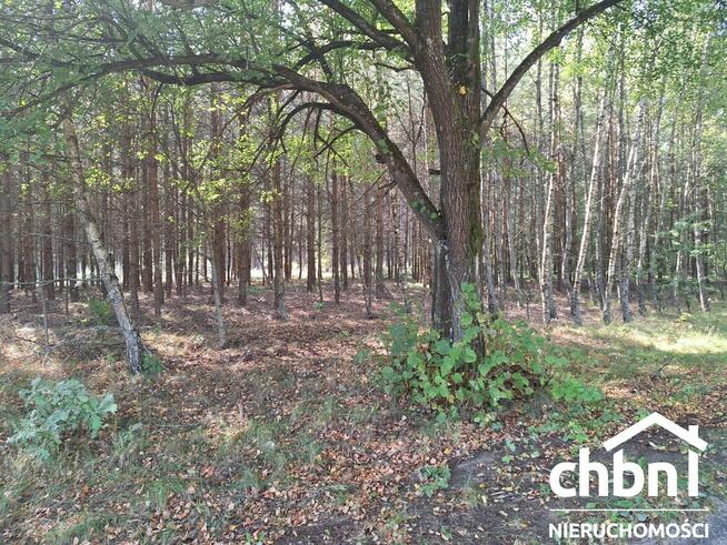 Zamieszkaj w samym sercu lasu!!