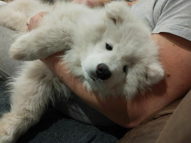 Samoyed FCI