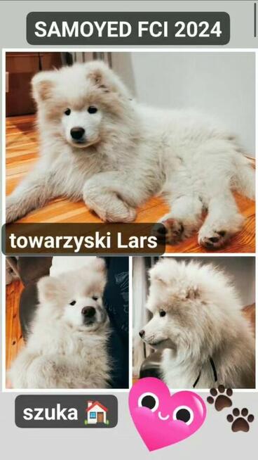 Samoyed FCI