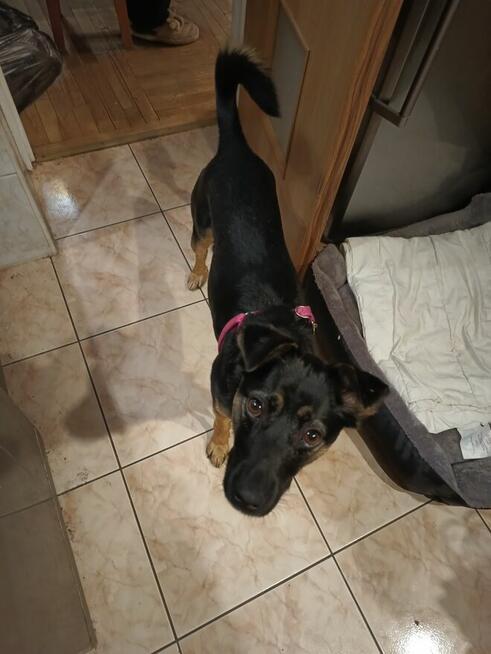 Młodziutka Kalinka- szuka pilnie domu!