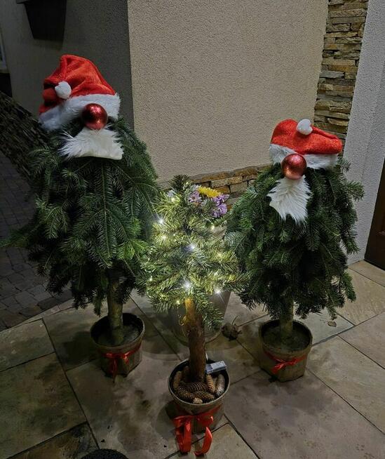Choinki na paliku w doniczce