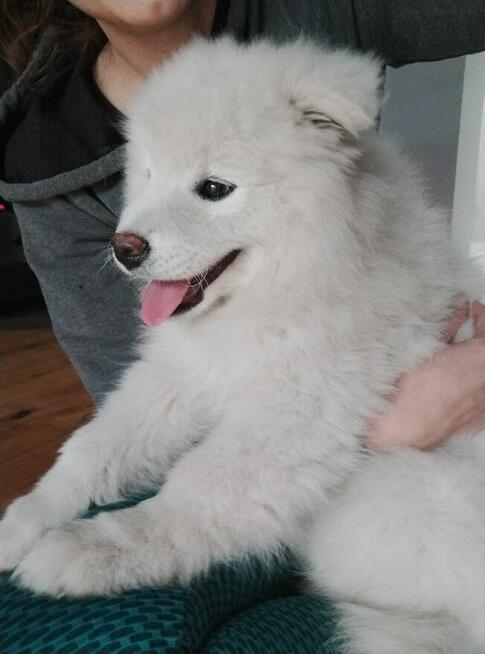 Samoyed FCI