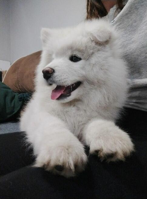 Samoyed FCI