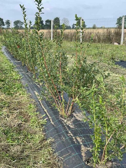 Gospodarstwo rolne 50 ha. Pomysł na biznes.