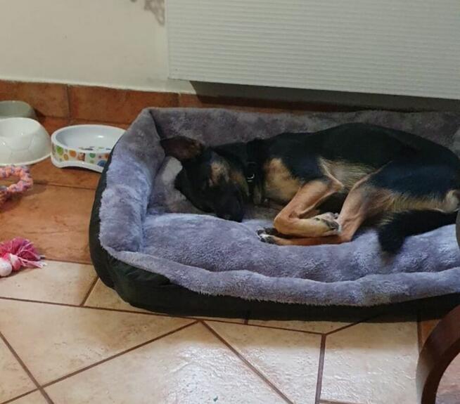 Młodziutka Kalinka- szuka pilnie domu!