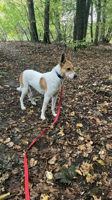 Sezamek szuka domu w schronisku w zgierzu aktualne