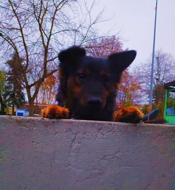 FALKO Młodziak lubiący ludzi i spacery czeka na domek