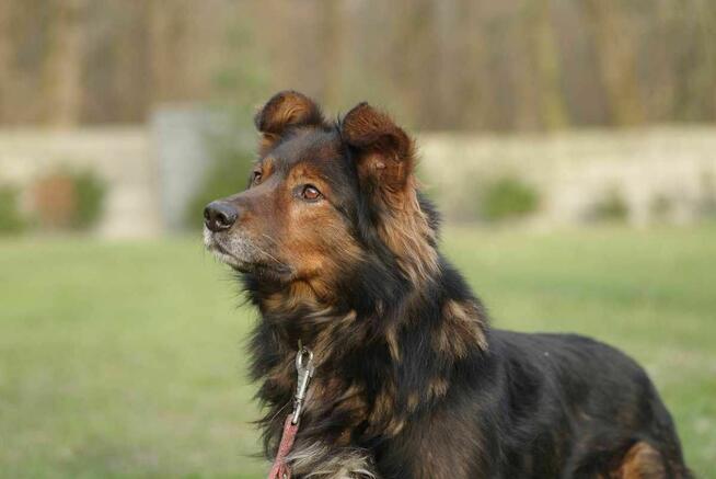 Zorro szuka domu schronisko Zgierz-aktualne