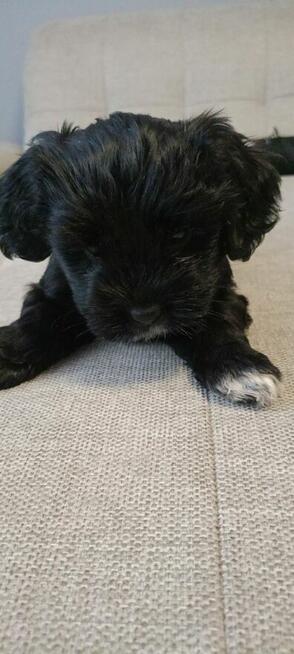 Psiaki slodziaki szukaja kochajacego domu.