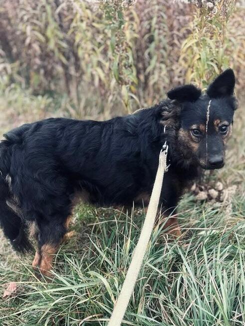 Młody wesoły psiak kochający ludzi BŁAGA o domek