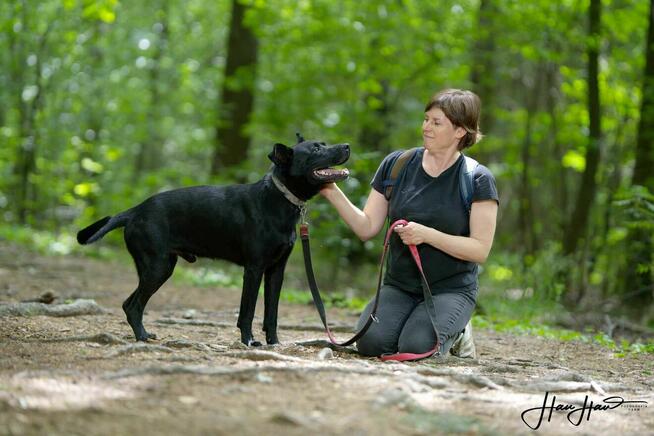 Dog mix Szuka domu schronisko Zgierz -aktualne