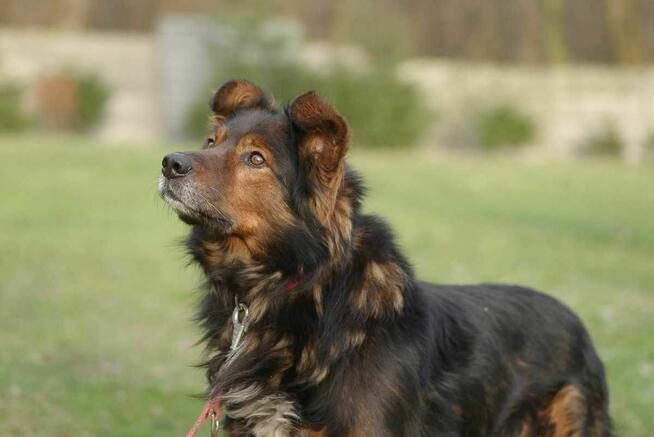 Zorro szuka domu schronisko Zgierz-aktualne