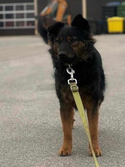 FALKO Młodziak lubiący ludzi i spacery czeka na domek