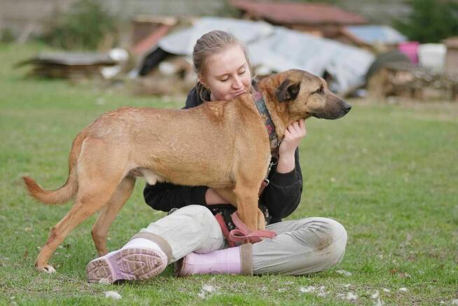 owczarek Belgijski mix Diego -schronisko Zgierz-aktualne