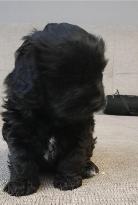 Psiaki slodziaki szukaja kochajacego domu.