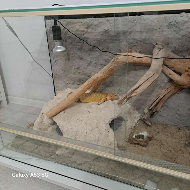 Terrarium dla jaszczurki lub węża