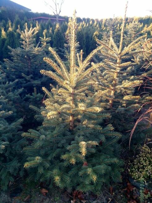 Choinka żywa cięta w doniczkach świerk srebrny pospolity jod