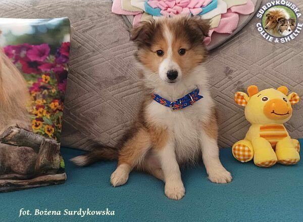 Owczarek Szetlandzki Sheltie szczenięta z rodowodemZKwP/FCI