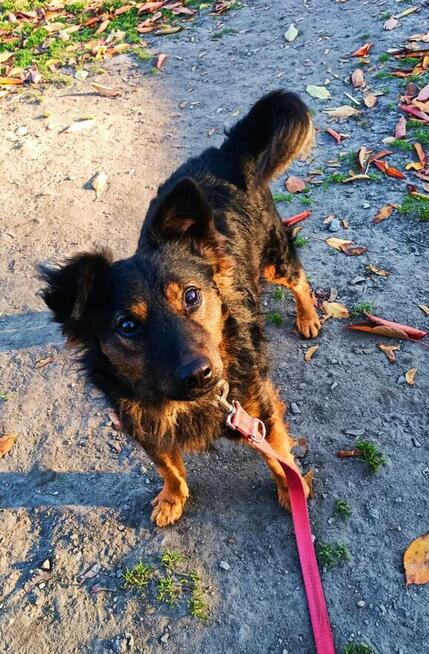 Młody wesoły psiak kochający ludzi BŁAGA o domek