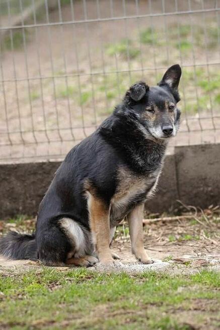 Bolero po smierci Pana szuka domu schronisko Zgierz-aktualne