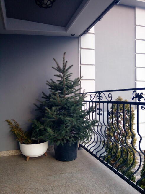 Choinka żywa cięta w doniczkach świerk srebrny pospolity jod