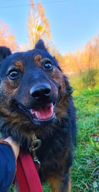 Młody delikatny przyjacielski psiak szuka domku