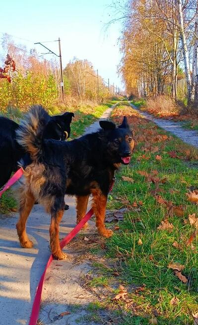 Młody delikatny przyjacielski psiak szuka domku