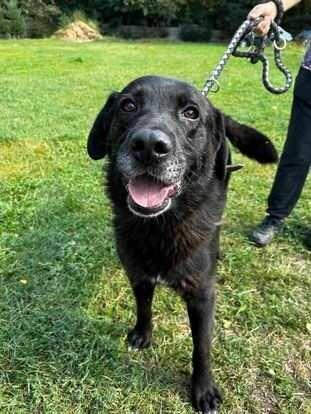 labrador mix Waligóra szuka domu schronisko Zgierz-aktualne