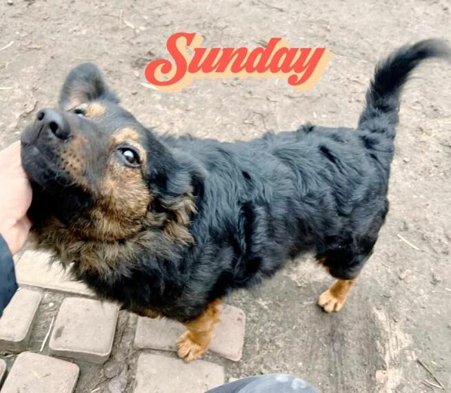 Młody wesoły psiak kochający ludzi BŁAGA o domek