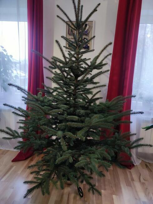 Choinka żywa cięta w doniczkach świerk srebrny pospolity jod