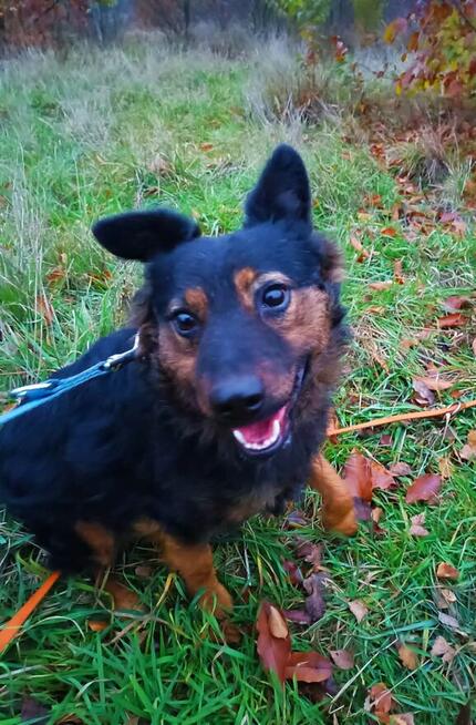 FALKO Młodziak lubiący ludzi i spacery czeka na domek