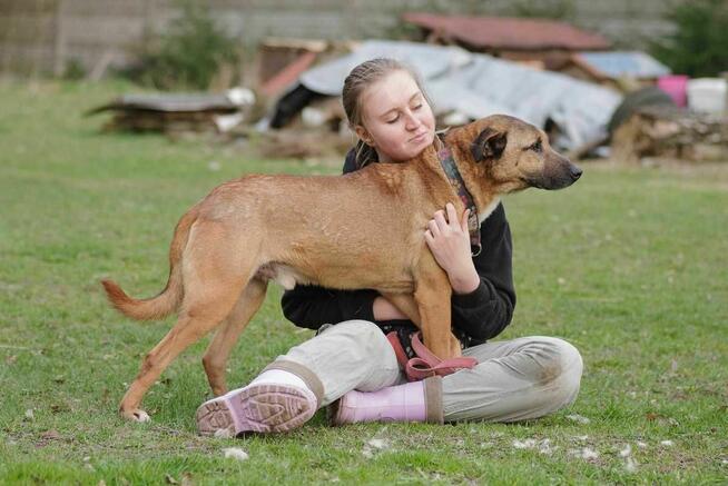 owczarek Belgijski mix Diego -schronisko Zgierz-aktualne
