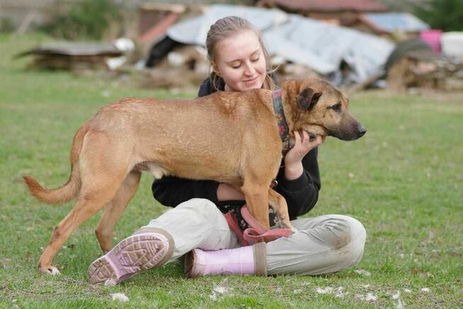 owczarek Belgijski mix Diego -schronisko Zgierz-aktualne