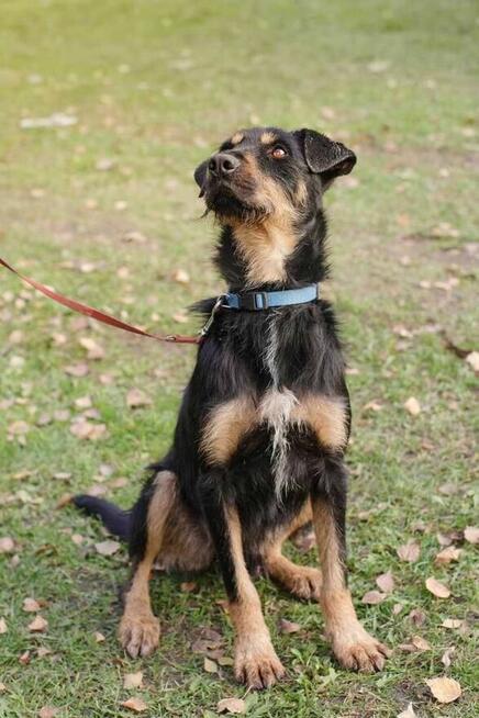 Jagdterrier mix Joker szuka domu-schronisko Zgierz-aktualne