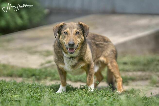 Jamnik mix Never szuka domu -schronisko Zgierz-aktualne