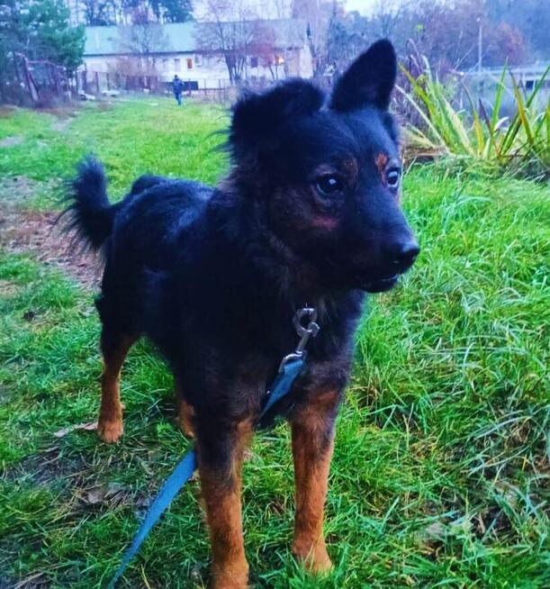 FALKO Młodziak lubiący ludzi i spacery czeka na domek