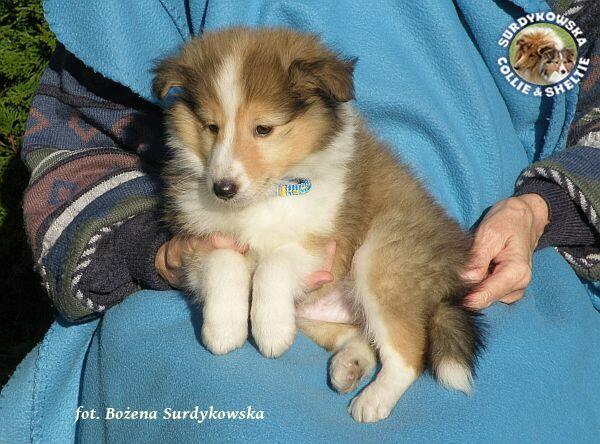 Owczarek Szetlandzki Sheltie szczenięta z rodowodemZKwP/FCI