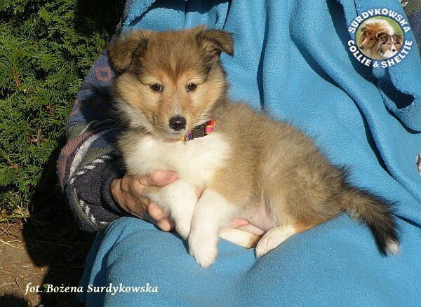 Owczarek Szetlandzki Sheltie szczenięta z rodowodemZKwP/FCI