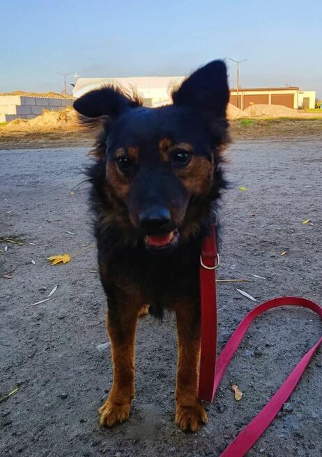 FALKO Młodziak lubiący ludzi i spacery czeka na domek