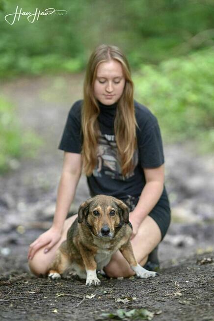 Jamnik mix Never szuka domu -schronisko Zgierz-aktualne