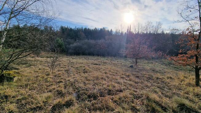 Sikorka działka budowlana przy lesie