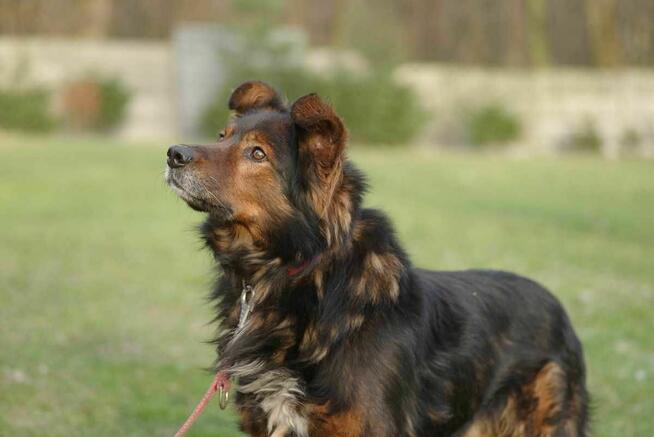 Zorro szuka domu schronisko Zgierz-aktualne