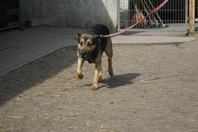 Geri szuka domu -schronisko Zgierz-aktualne