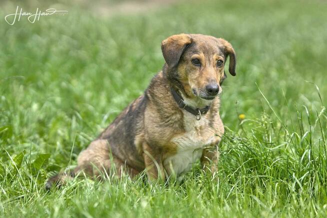 Jamnik mix Never szuka domu -schronisko Zgierz-aktualne