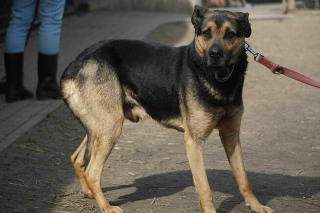 Geri szuka domu -schronisko Zgierz-aktualne