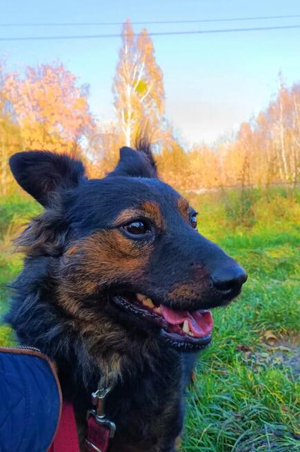 FALKO Młodziak lubiący ludzi i spacery czeka na domek