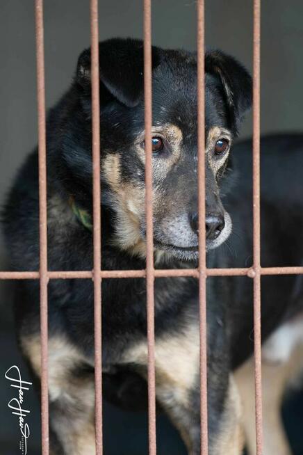 Fajny szuka domów -schronisko Zgierz-aktualne