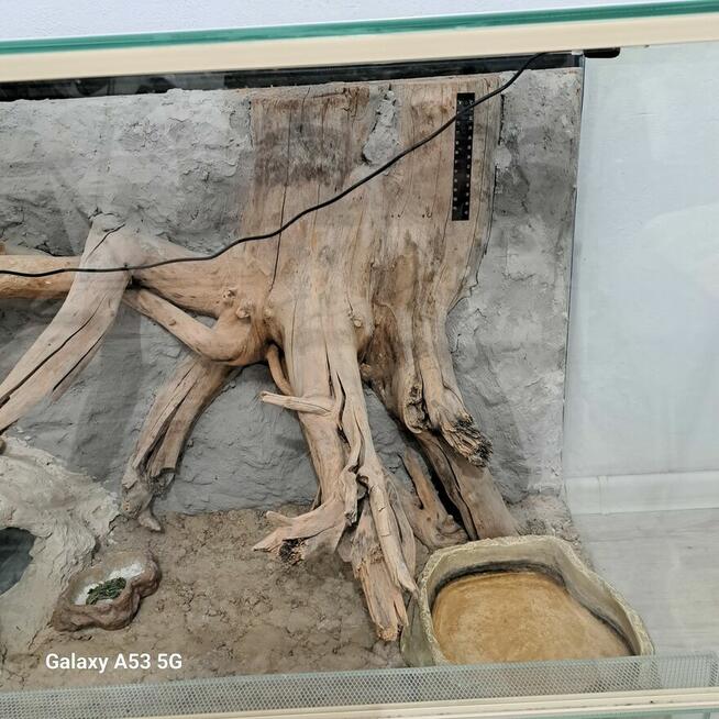 Terrarium dla jaszczurki lub węża